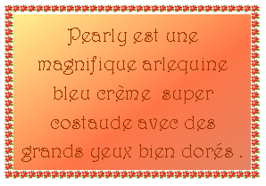 Zone de Texte: Pearly est une magnifique arlequine bleu crème  super costaude avec des grands yeux bien dorés .